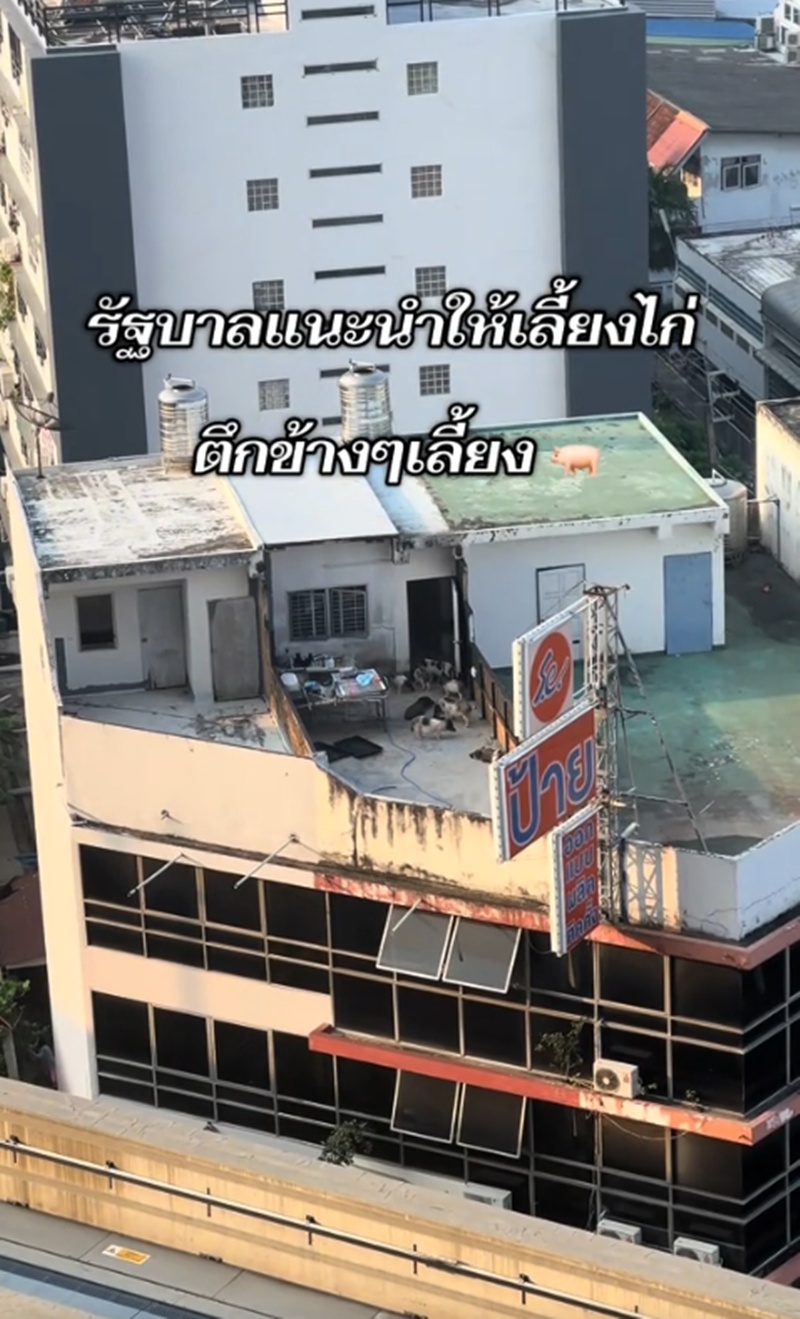 เลี้ยงหมู