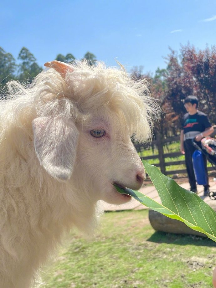 แพะหล่อ