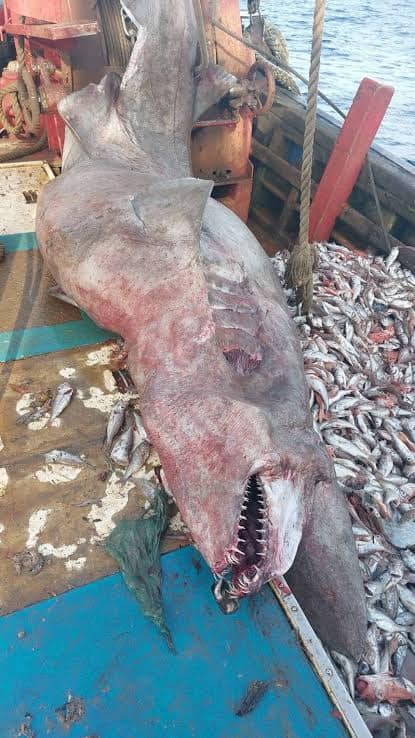 ปลาฉลามก็อบลิน