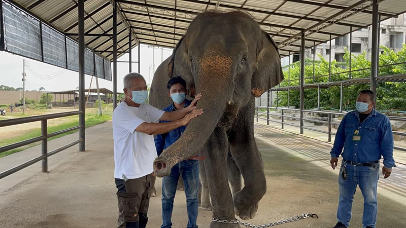 ปางช้างสวนนงนุชพัทยา