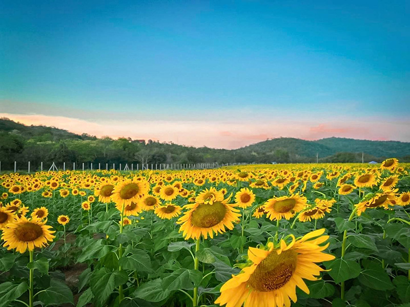 ทุ่งทานตะวัน อู่ทอง สุพรรณบุรี
