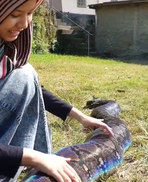 เลี้ยงงูเหลือม