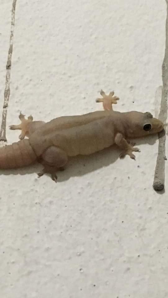 จิ้งจกบ้าน