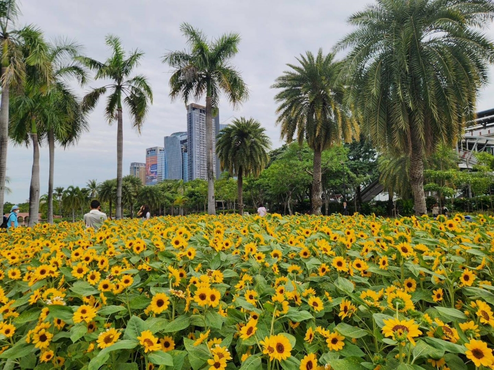 ทุ่งทานตะวัน สวนจตุจักร 2567 บานเยอะไหม