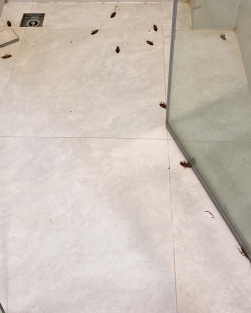 แอร์ ภัณฑิลา ช็อกเจอตะขาบยักษ์ตกจากฝ้า