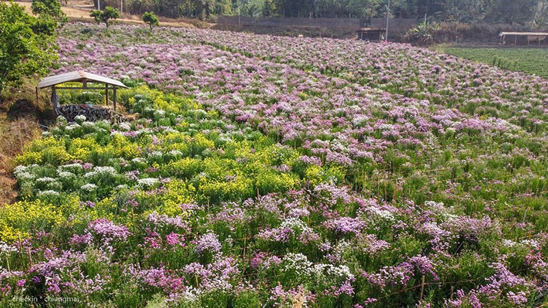 ทุ่งดอกสแตติส เชียงใหม่