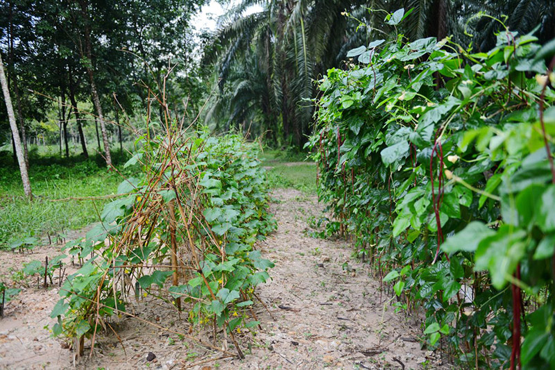 ผักวังจันทร์