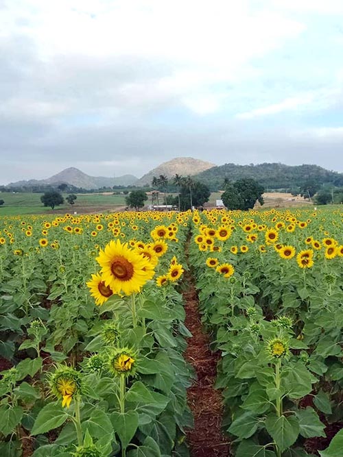 สถานที่ท่องเที่ยวไร่มณีศร ทุ่งทานตะวัน เขาใหญ่