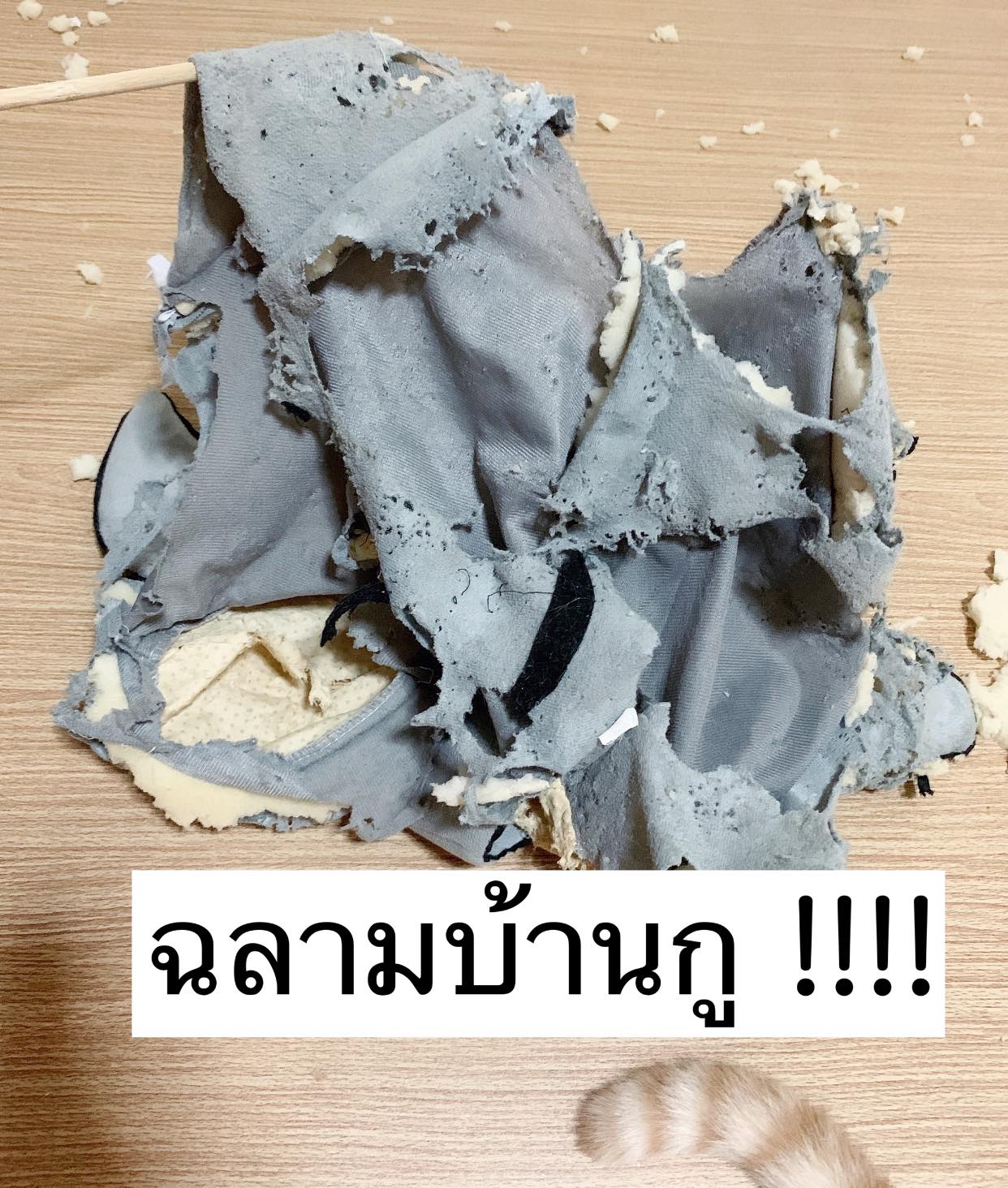 บ้านแมว