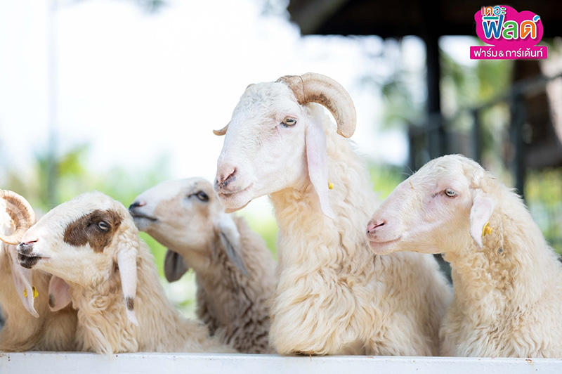 ที่เที่ยวเพชรบุรี The Field Animals Dream
