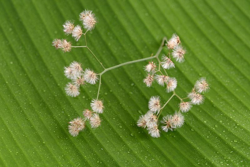 หญ้าดอกขาว