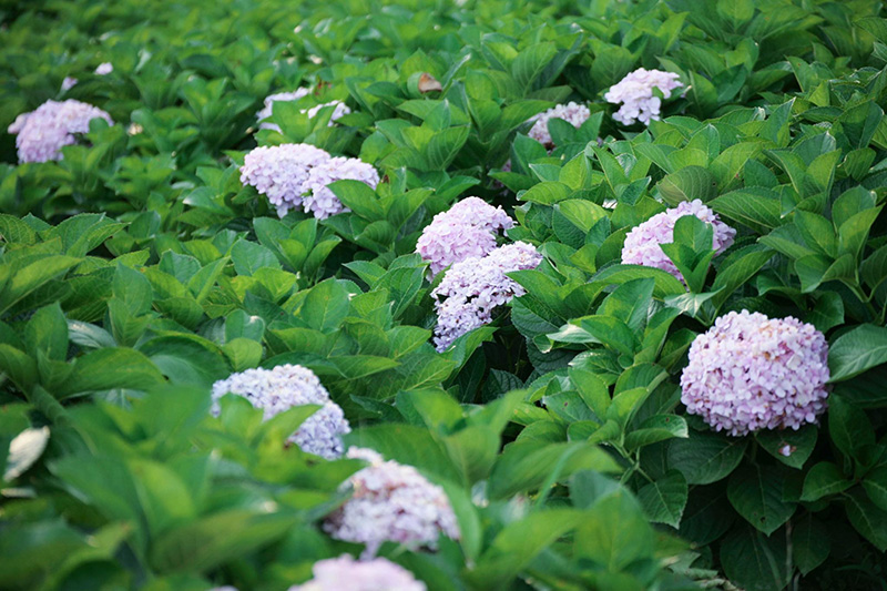 ทุ่งดอกไม้หน้าหนาว