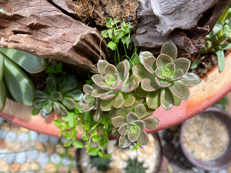 กุหลาบหิน Echeveria Melaco