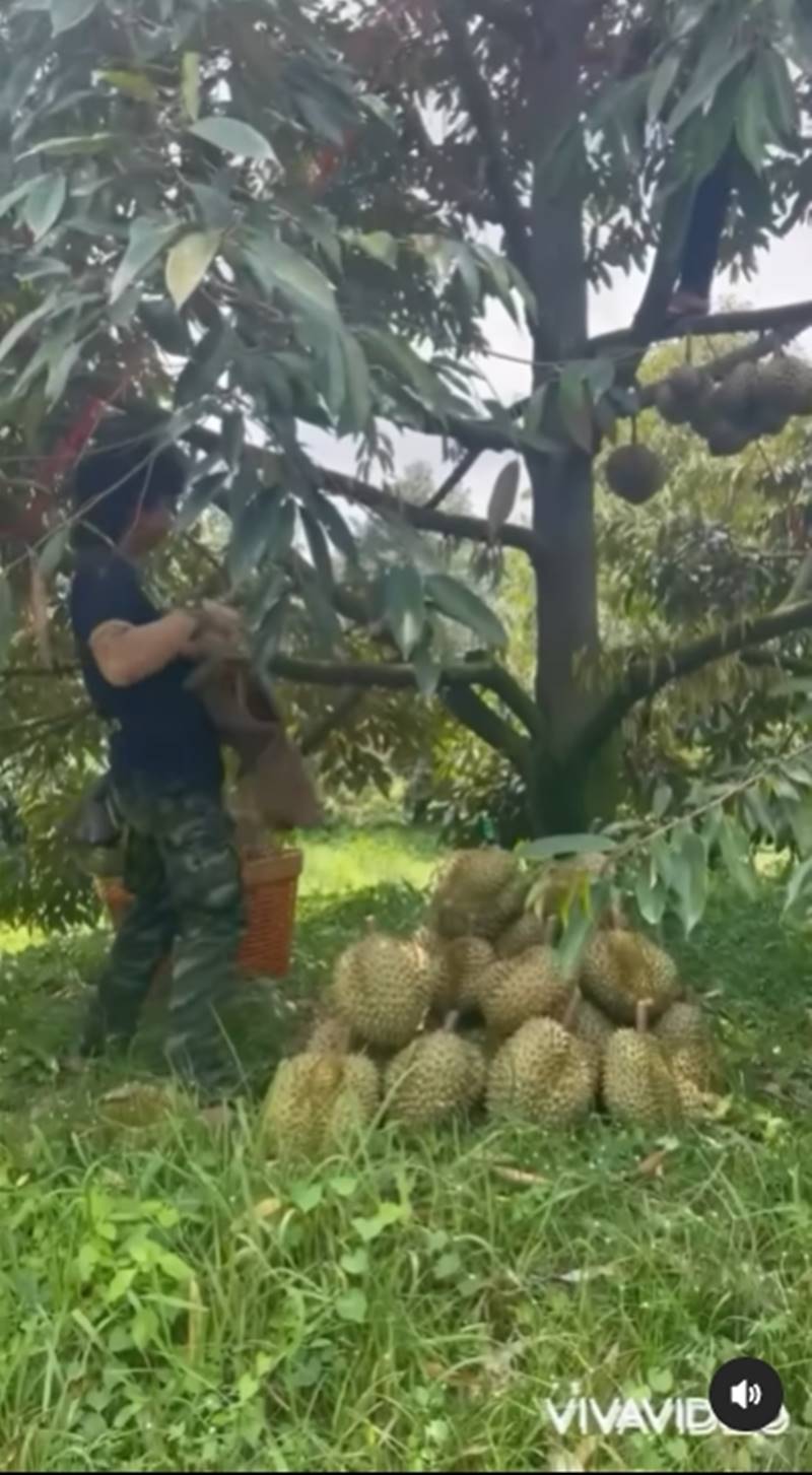 ชลิต เฟื่องอารมณ์