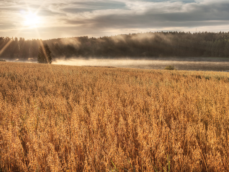 ประโยชน์ของนมโอ๊ต