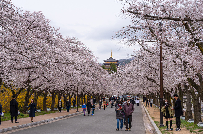 ซากุระ 2020