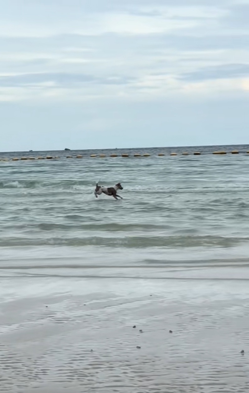 หมาเล่นน้ำ