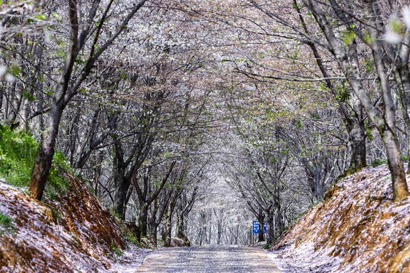 ซากุระ 2020