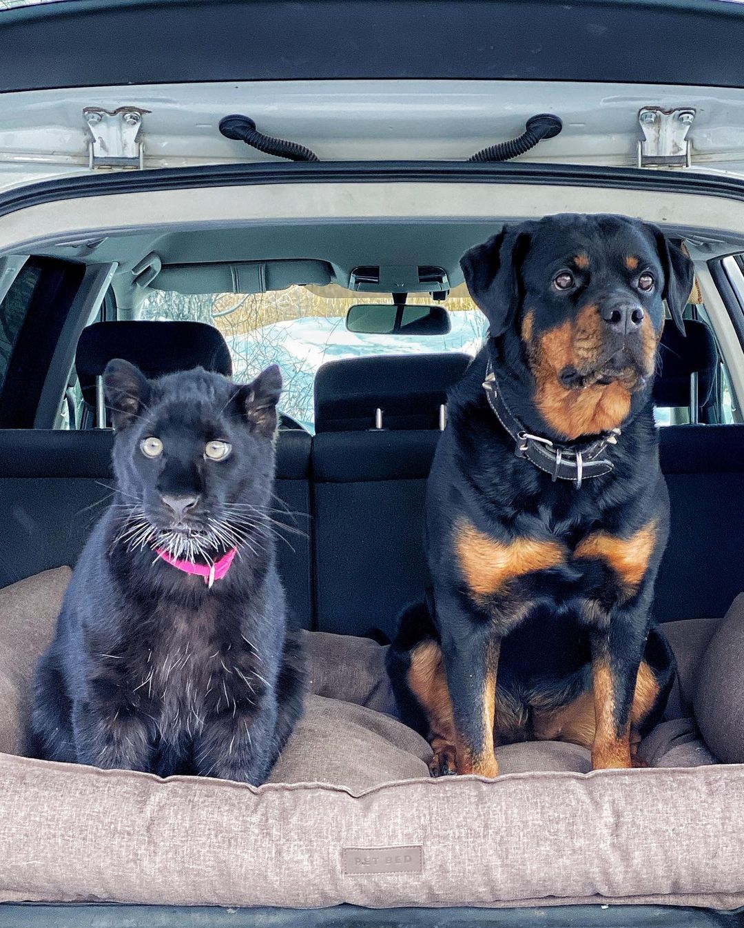 มิตรภาพต่างสายพันธุ์