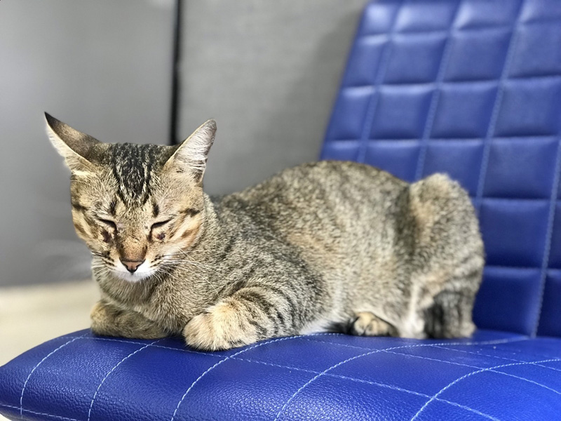 เพจแมวโรงพัก