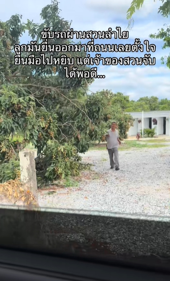 เก็บลำไย