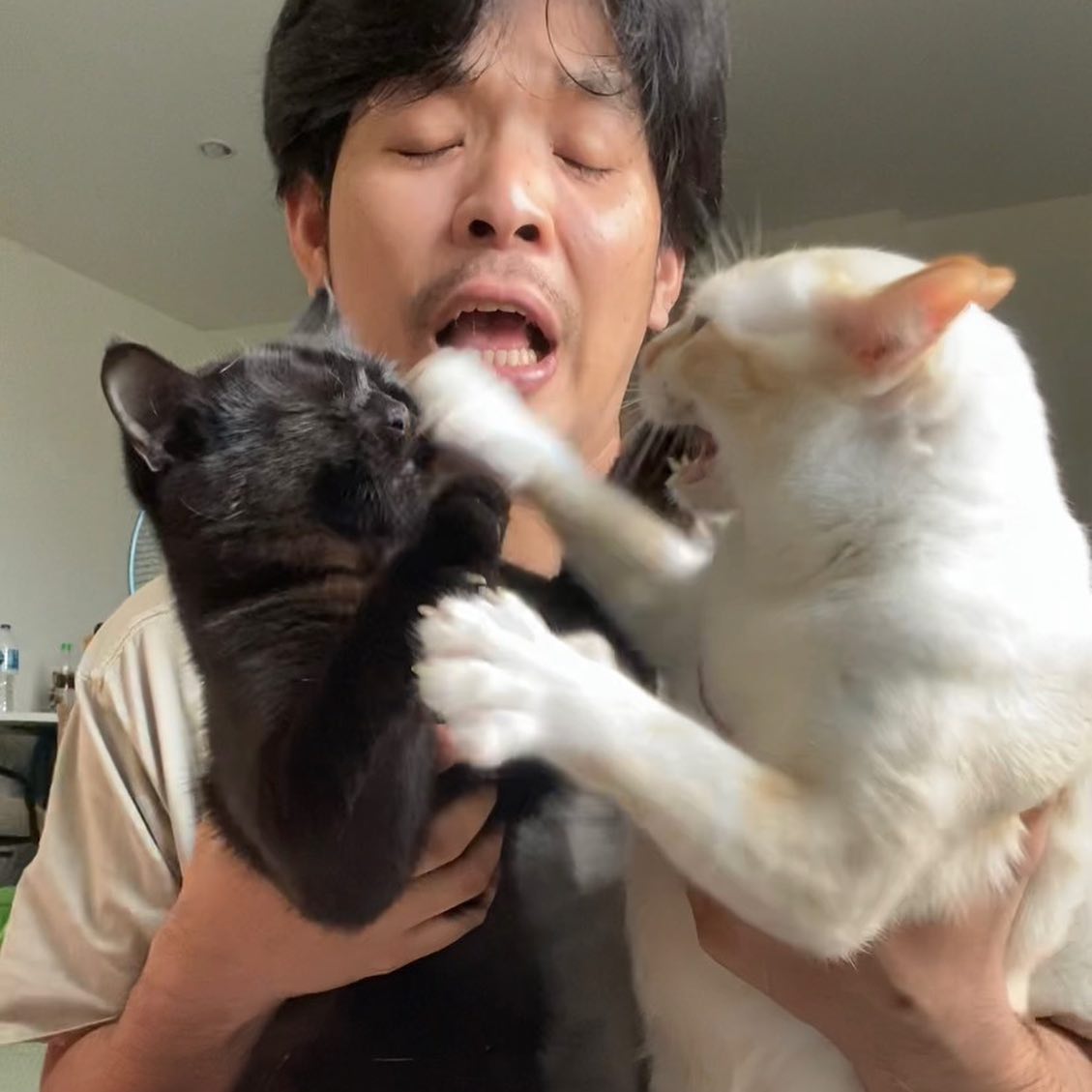 แมวตีกัน