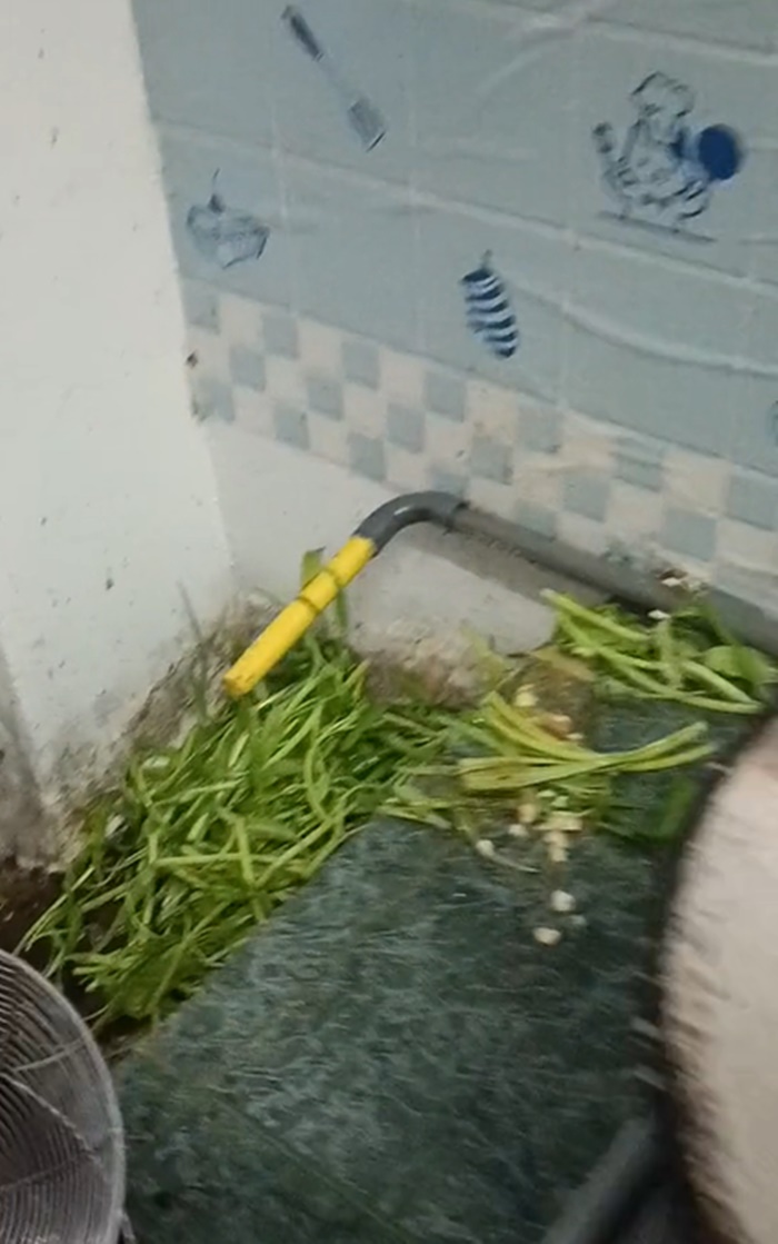 ผักบุ้งไฟแดง