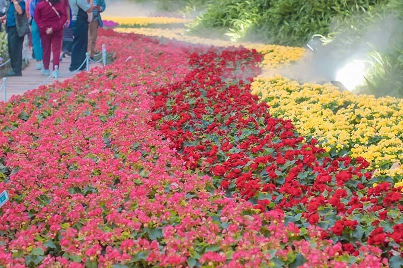 เชียงรายดอกไม้งาม ปีที่ 21 นักท่องเที่ยว