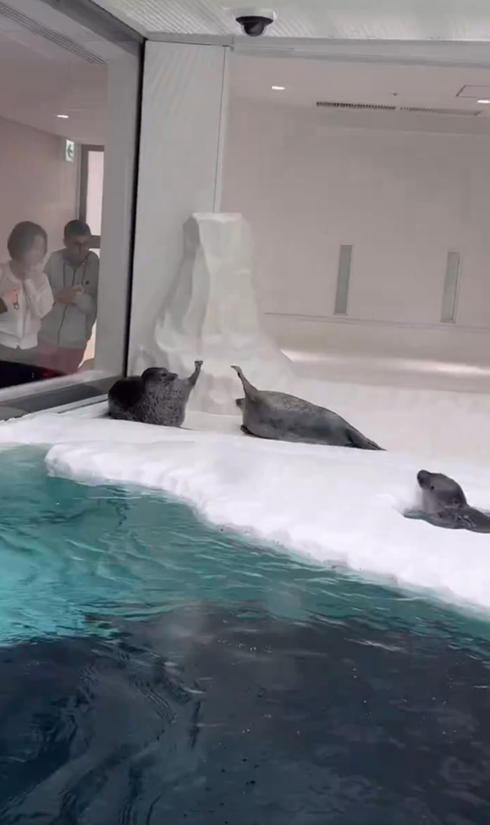 แมวน้ำตีกัน