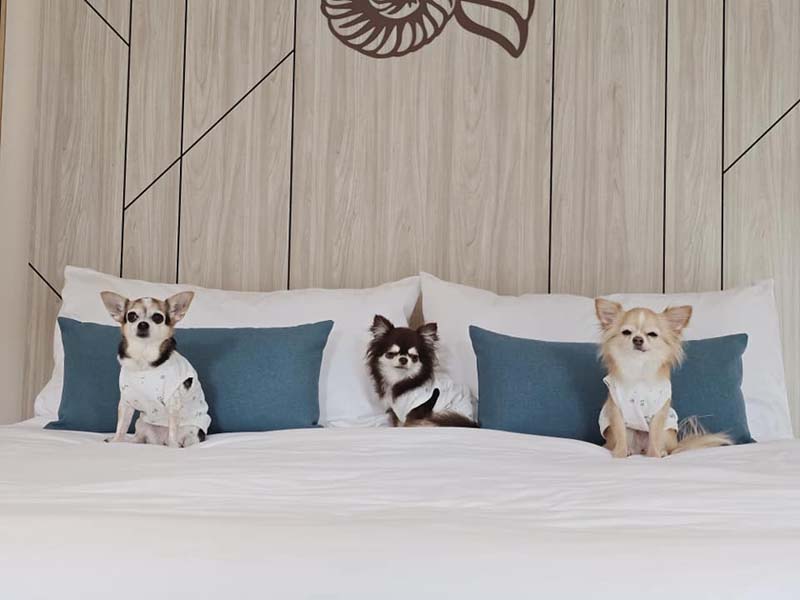 Best Western Plus Carapace Hotel Hua Hin