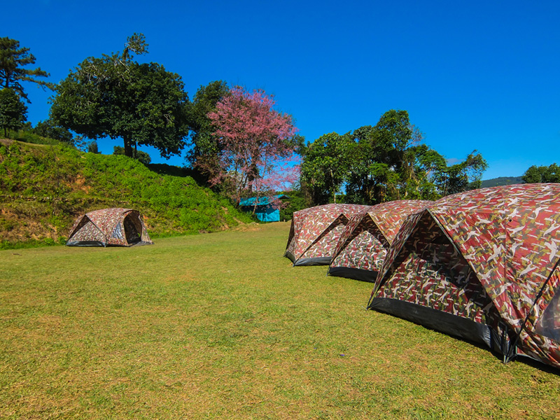 ดอกนางพญาเสือโคร่ง