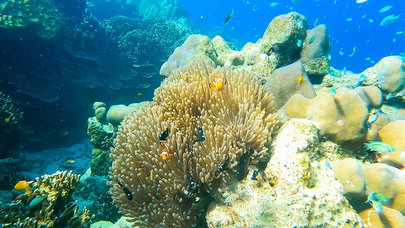 ดำน้ำที่ไหนดี ปี 2568 ? อุทยานแห่งชาติหมู่เกาะสุรินทร์ จังหวัดพังงา