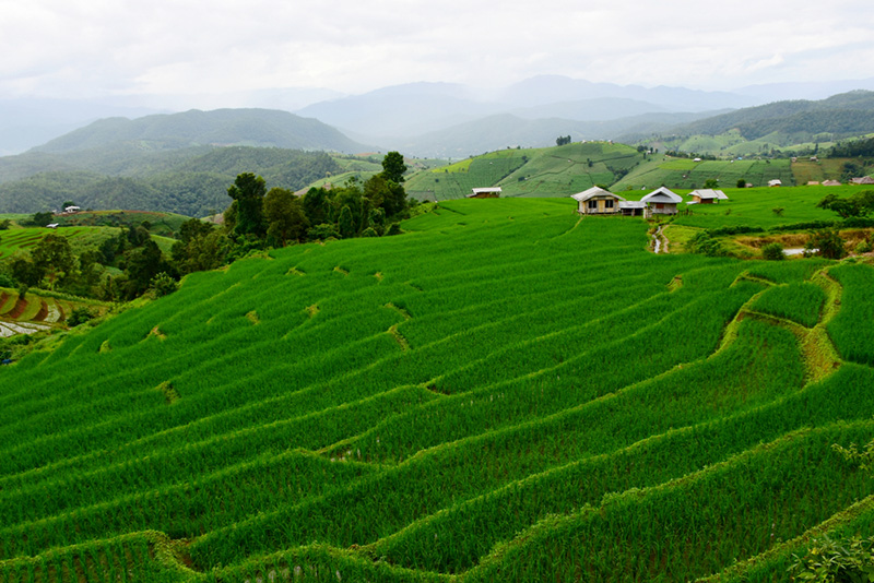 นาข้าวขั้นบันได 2565