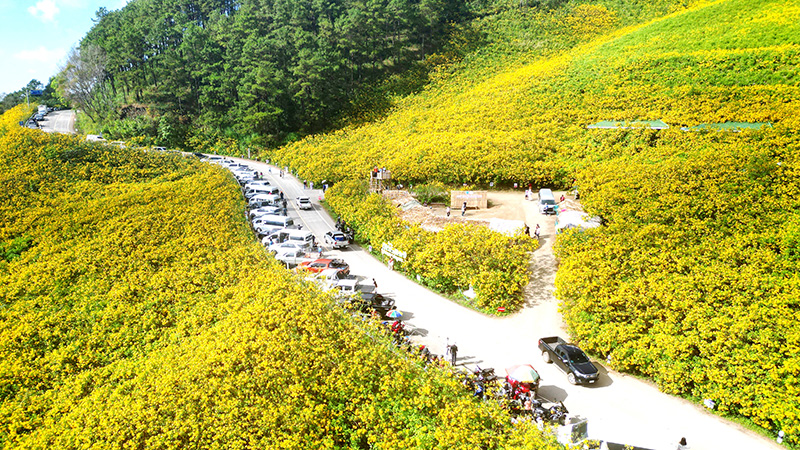 ทุ่งดอกบัวตอง ดอยแม่อูคอ