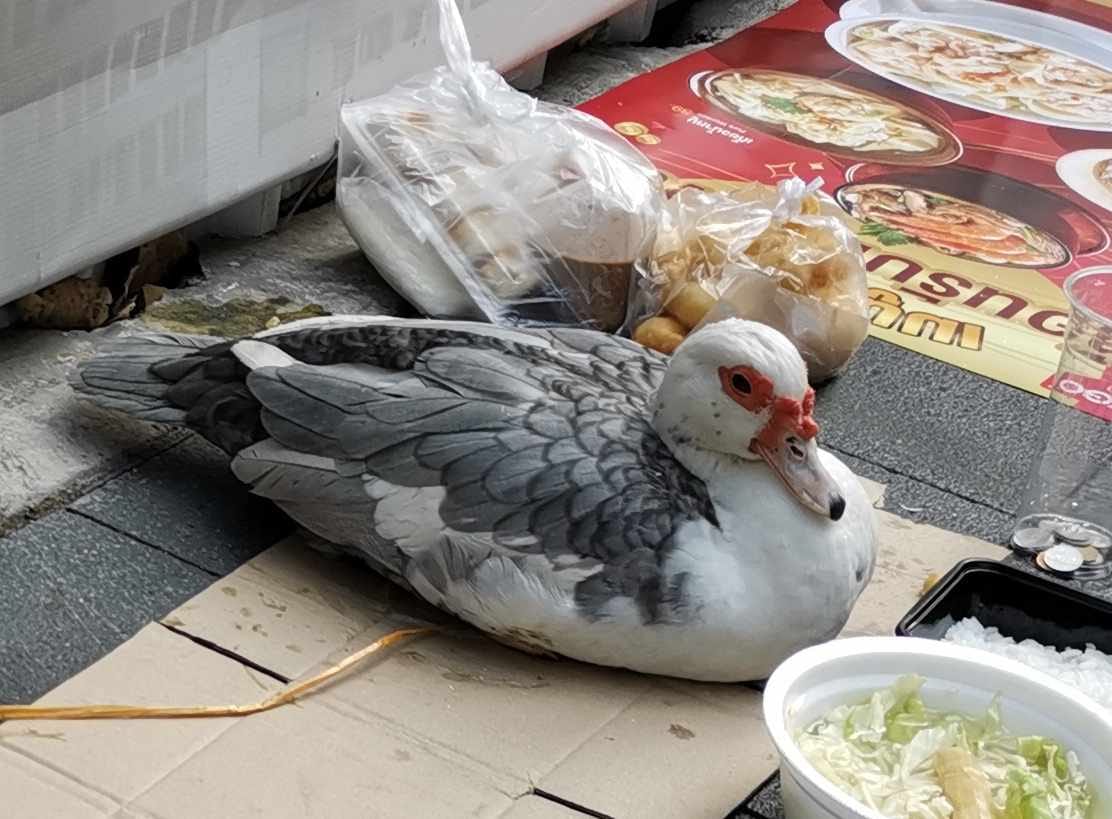 เป็ดขอทาน