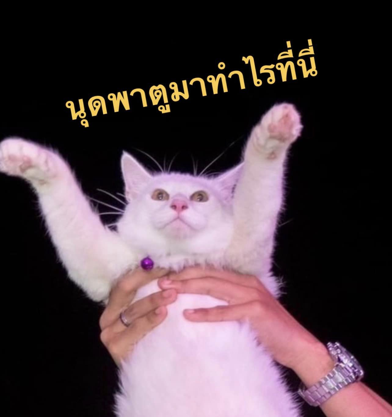 ดูคอนเสิร์ต