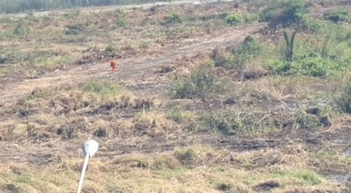 หลวงพี่