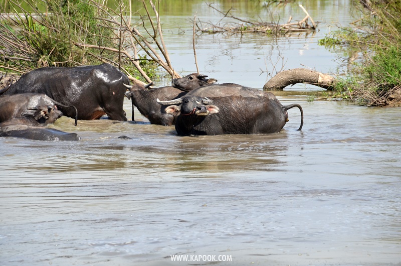 เที่ยวเชียงราย