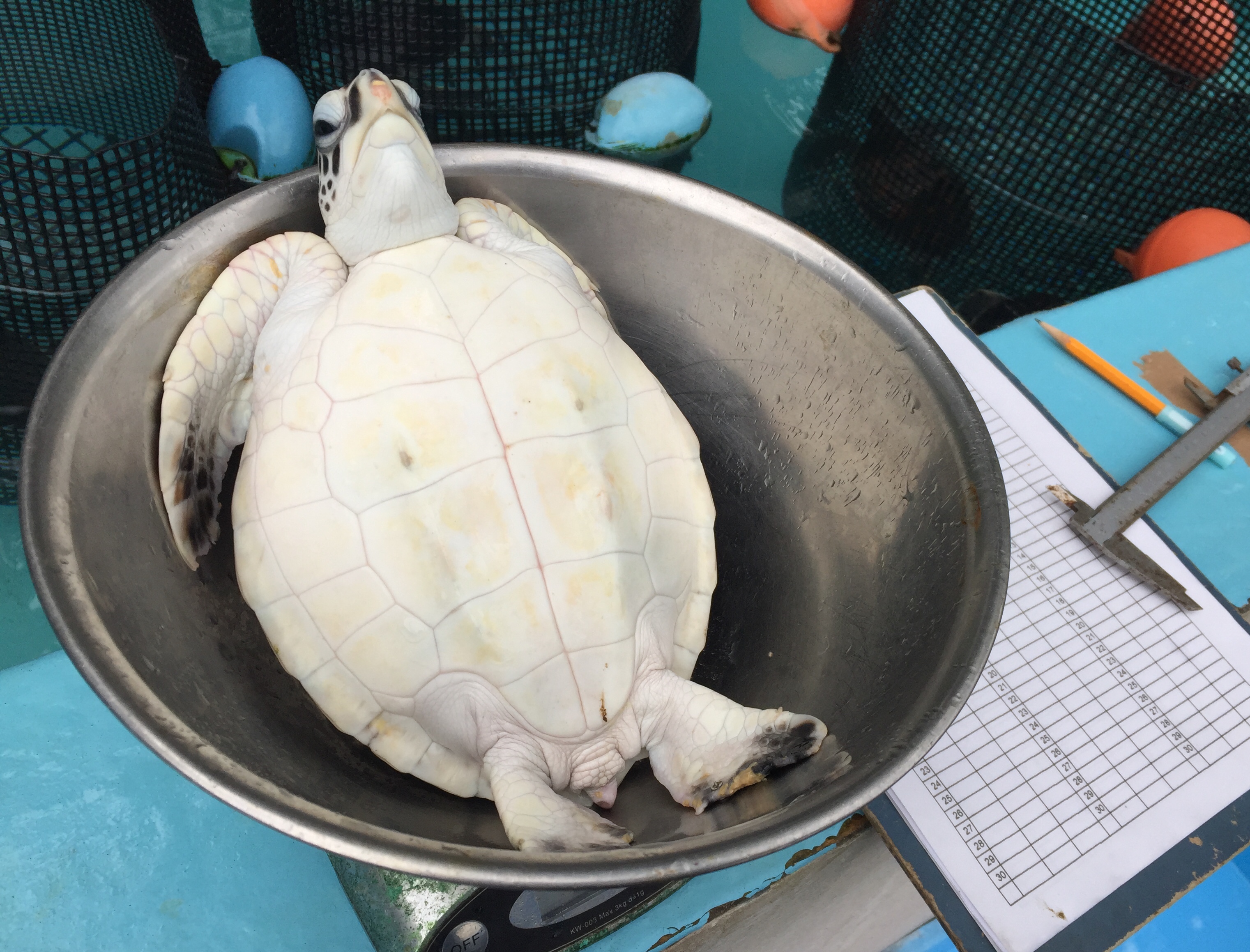 เต่าทะเล