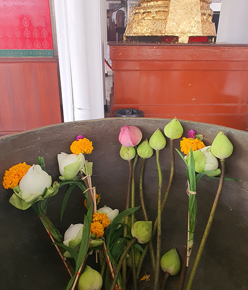 ดอกบัวสักการะ บูชา ศาลหลักเมือง กรุงเทพมหานคร