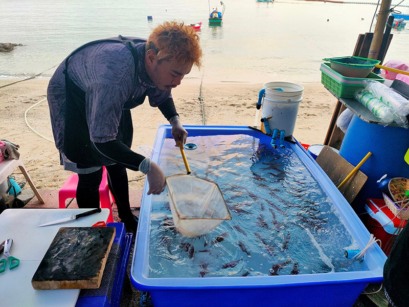 หมึกสด ๆ ร้าน ซาซิมิ หาดลับ นาเกลือ 18