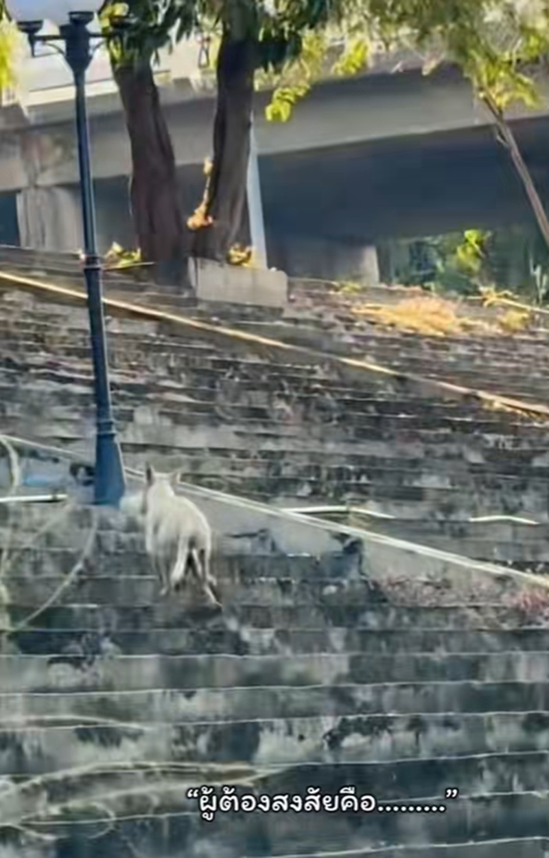 ทำบุญปล่อยปลา