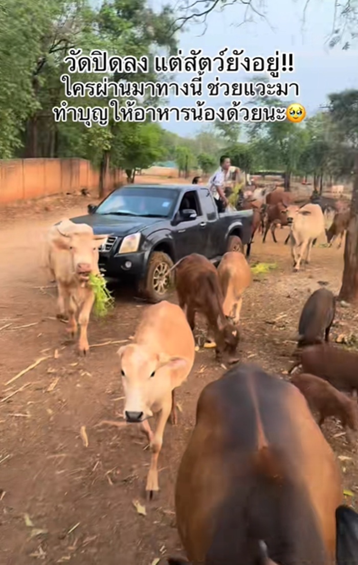 วัดป่าหลวงตาบัว