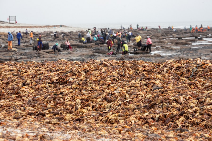 ลอบสเตอร์นับล้านเกยตื้น