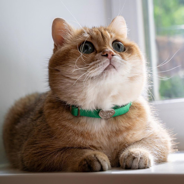 อินสตาแกรมแมว