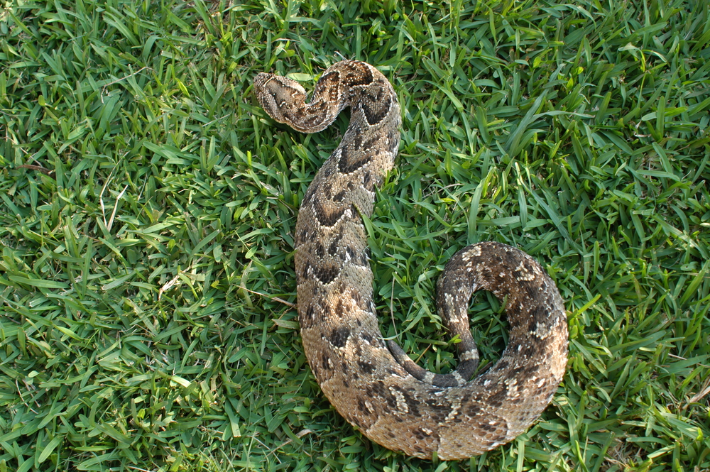 งูพัฟฟ์แอดเดอร์