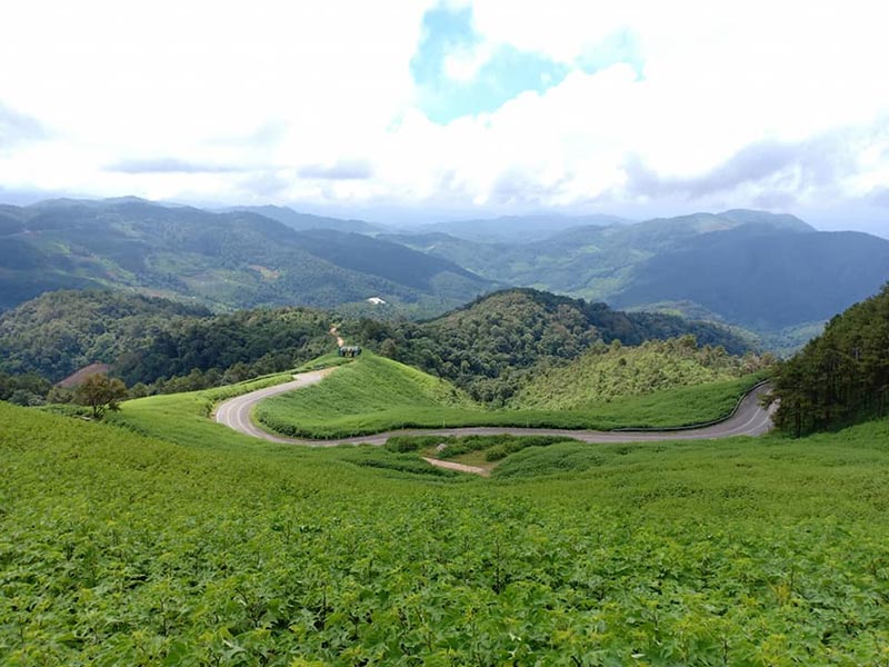 ทุ่งดอกบัวตองดอยแม่อูคอ