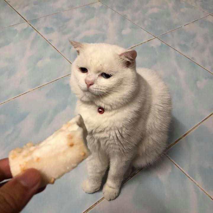 แมวหิว