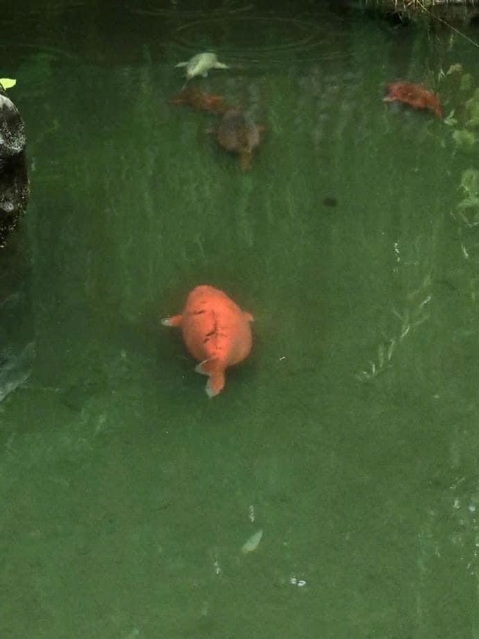 ปลาคาร์พ