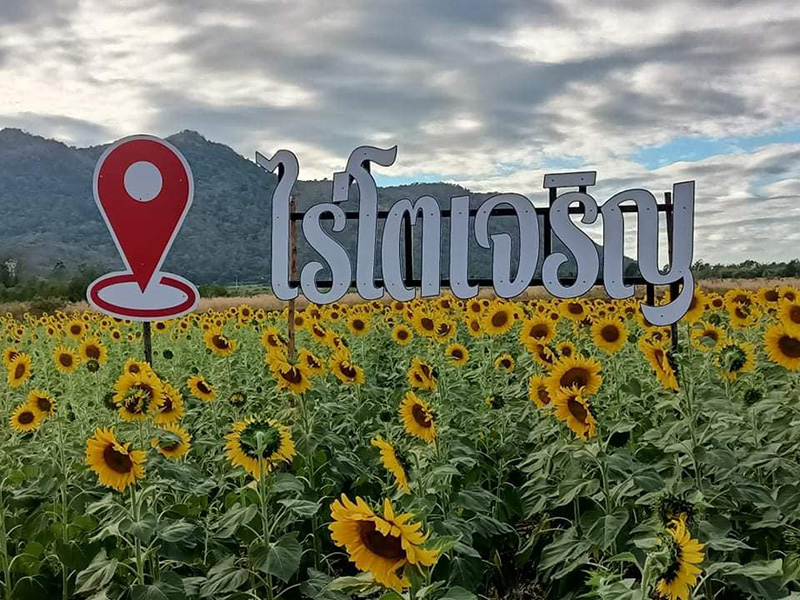 ทุ่งทานตะวันไร่โตเจริญ